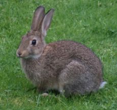 Wild-Kaninchen 026.jpg